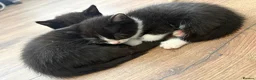 Mixed Breed cats for sale: 🐾 Beautiful and playful Tuxedo & mixed Kittens  - Advert 4