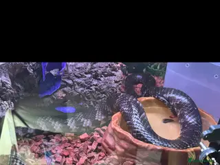 Snake reptiles Male and female false water cobras - Advert 1