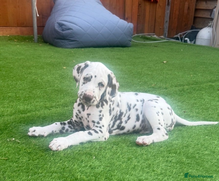 Dalmatian dogs READY NOW just 3 boys remaining  - Advert 2