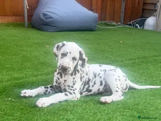Dalmatian dogs READY NOW just 3 boys remaining - Advert 2