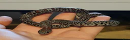 Mixed Breed reptiles for sale: Various reptiles - Advert 5