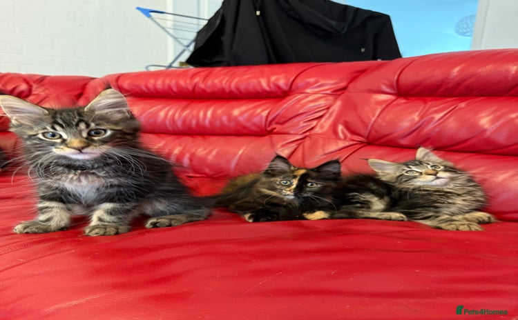 Maine Coon cats - Advert 9