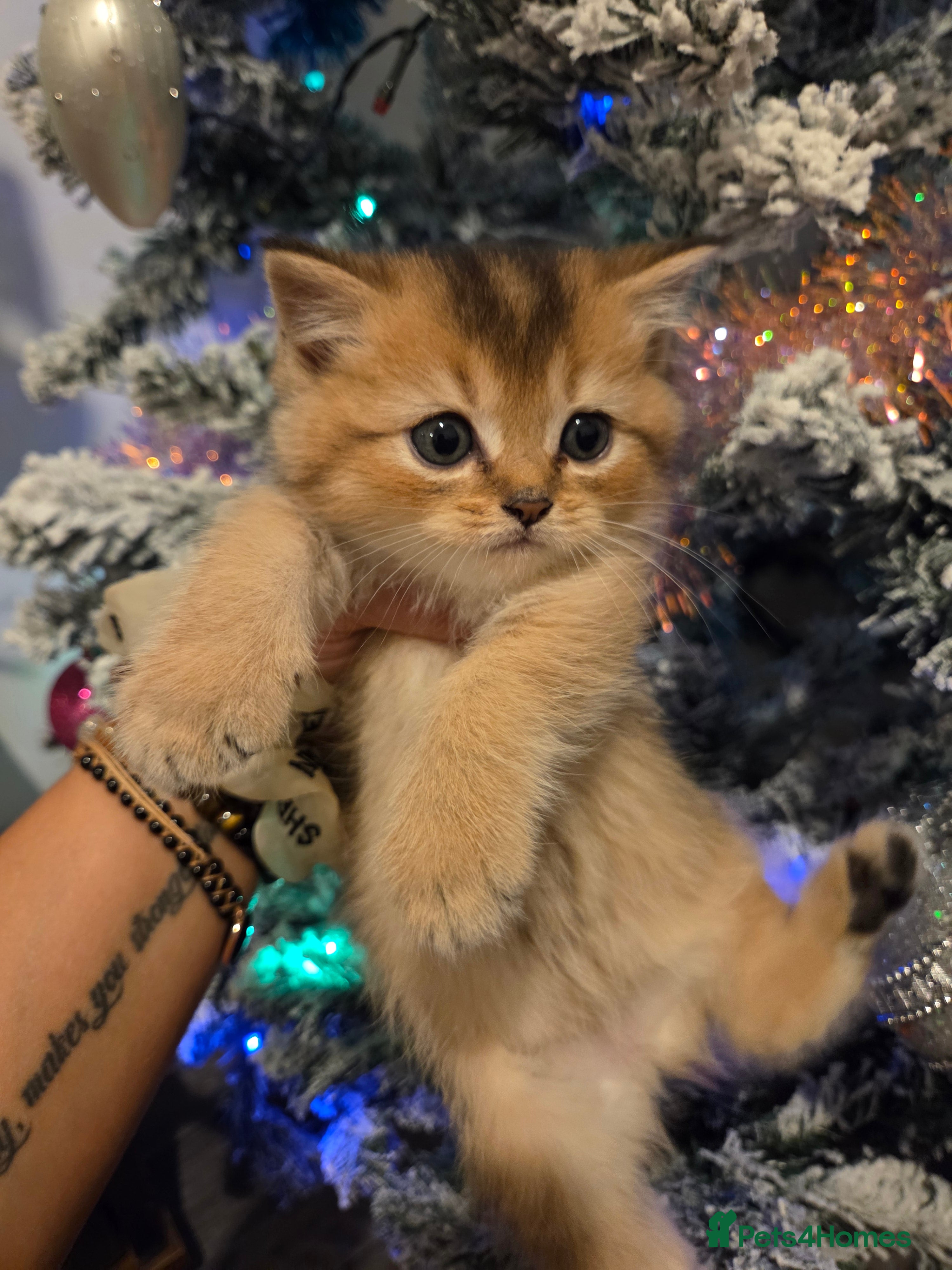 Scottish Fold cats Scottish folds - Advert 1