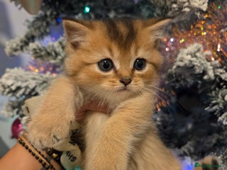 Scottish Fold cats Scottish folds - Advert 4