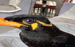 Softbills birds for sale: Hill mynah  - Image 2