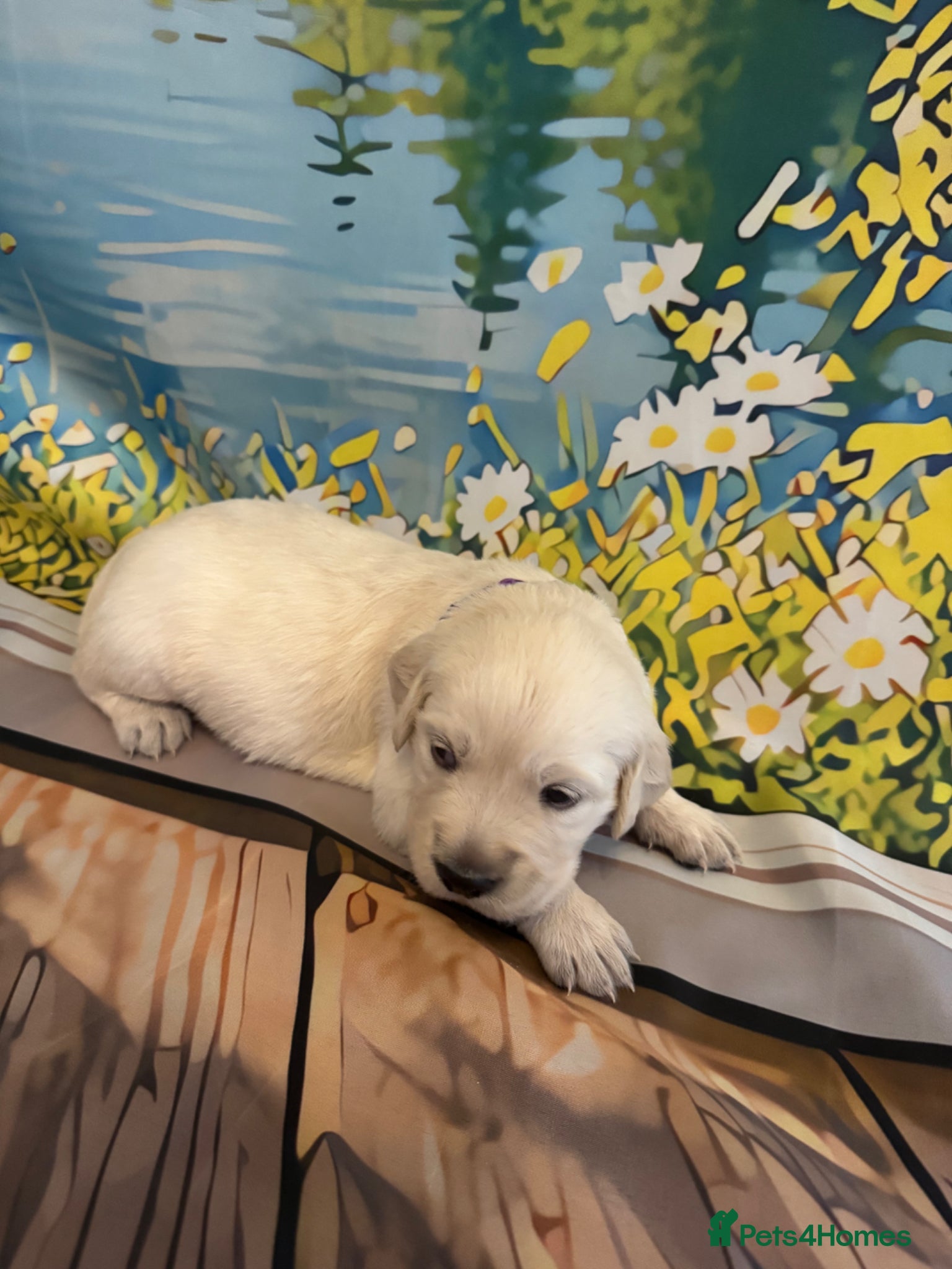 Golden Retriever dogs Beautiful Golden Retriever puppies - Advert 2