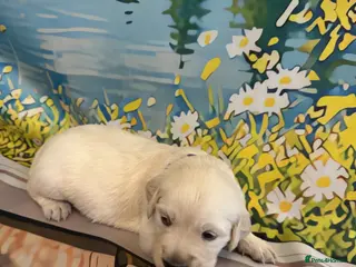 Golden Retriever dogs Beautiful Golden Retriever puppies - Advert 2