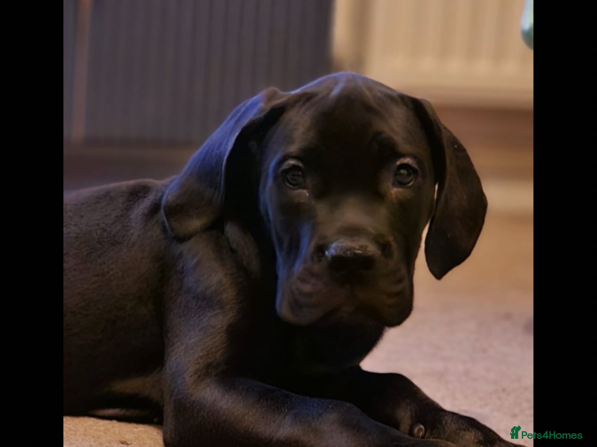 Cane Corso dogs Last one ,pure cane corso puppies  - Advert 5