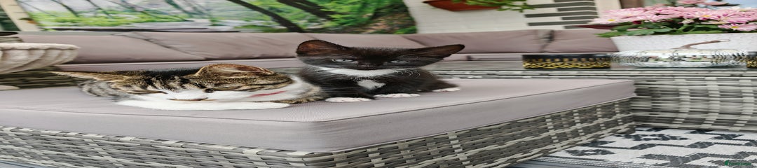 Mixed Breed Kitten 5