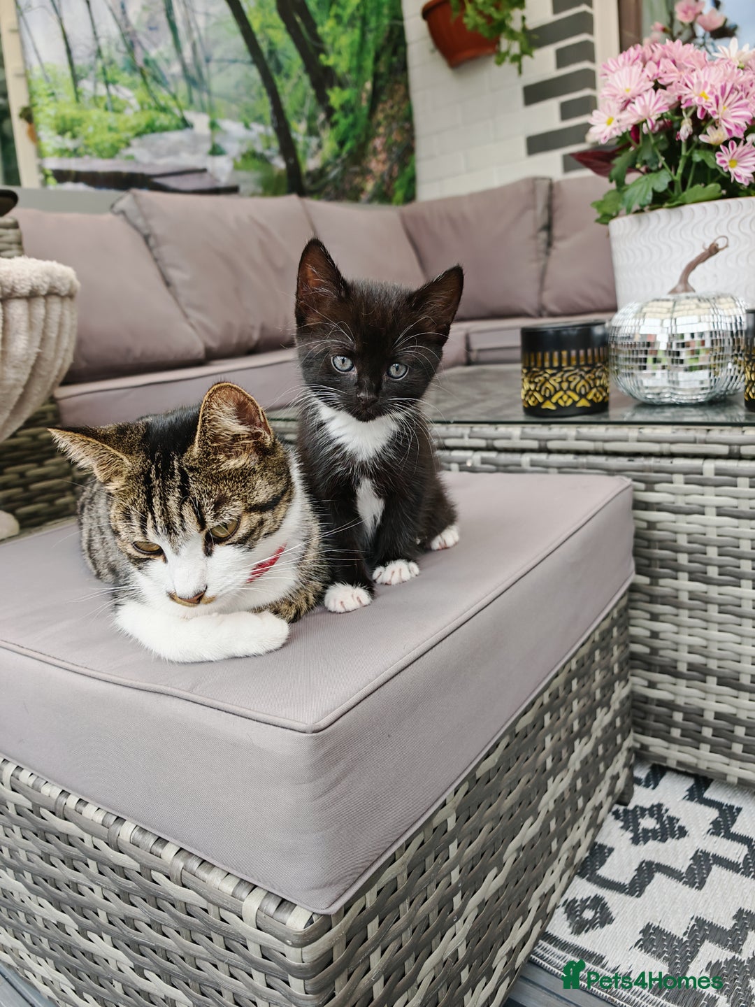 Mixed Breed cats for sale: 6 lovely brothers looking for new home - Image 8