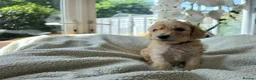 Cockapoo dogs for sale: 4 x F2 cockapoos - Advert 16