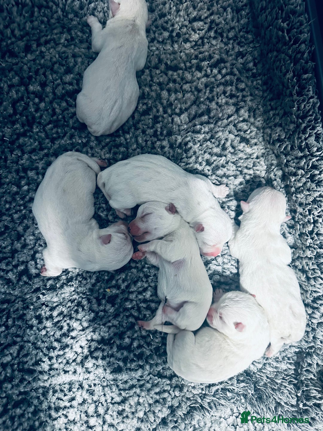West Highland Terrier dogs for sale: KC Reg Westies - Image 12