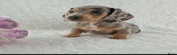 Miniature Dachshund dogs for sale: Stunning Miniature Dachshund Puppies  - Advert 4