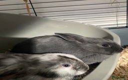 Mixed Breed rabbits for sale: Three beautiful male rabbits - Image 15