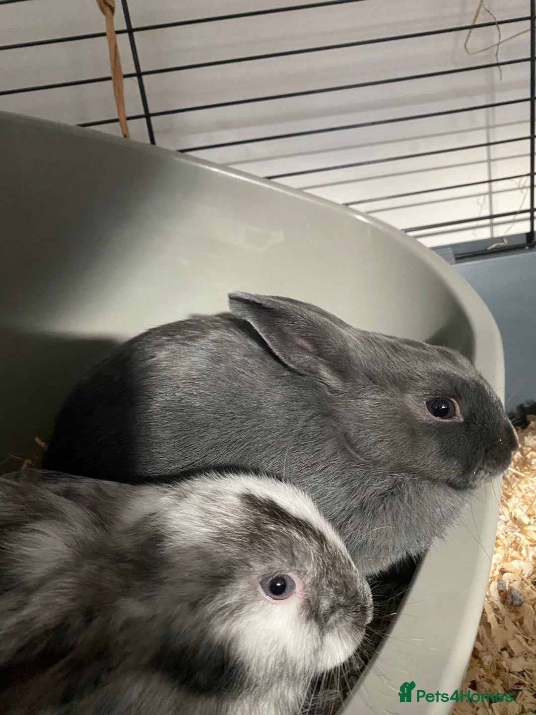 Mixed Breed rabbits for sale: Three beautiful male rabbits - Image 15