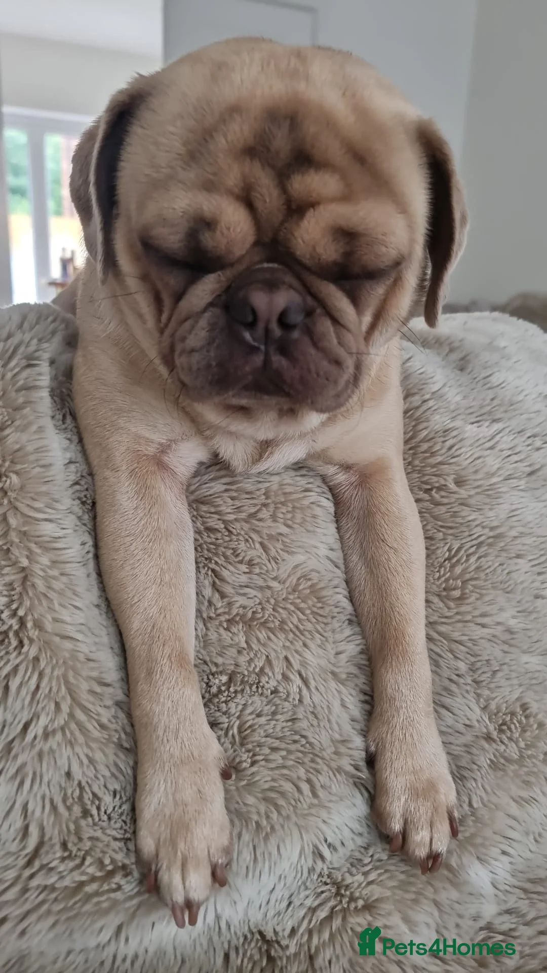 Pug dogs for stud: KC Lilac fawn pug for stud in Cockermouth - Advert 2