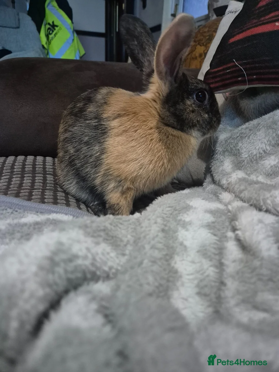 Mixed Breed rabbits for sale: 2 bunnies in Swindon - Advert 4