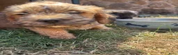 Mixed Breed dogs for sale: F1 Cairndoodle Puppies  - Advert 3
