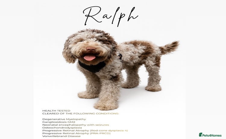 Miniature Poodle dogs Ralph-Chocolate Merle miniature poodle stud  - Advert 9