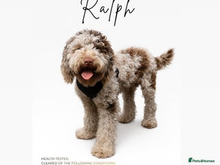 Miniature Poodle dogs Ralph-Chocolate Merle miniature poodle stud - Advert 19