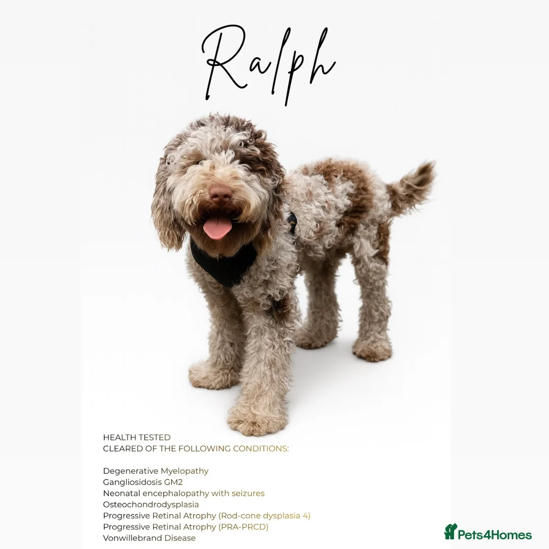 Miniature Poodle dogs for stud: Ralph-Chocolate Merle miniature poodle stud  - Advert 1