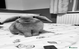 Mixed Breed rabbits for sale: Neutered male looking for a bun freind  - Image 3