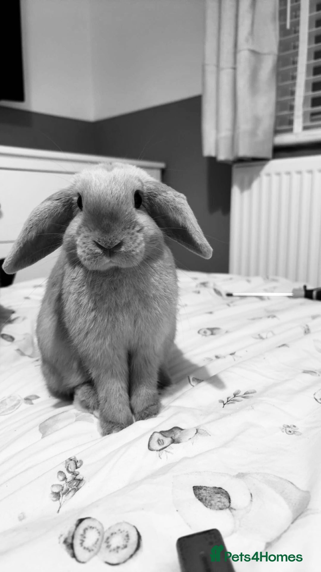 Mixed Breed rabbits for sale: Neutered male looking for a bun freind  - Image 3