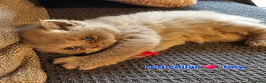 British Shorthair Kitten 5