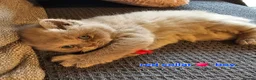 British Shorthair cats for sale: British short hairs / long hair  - Advert 16