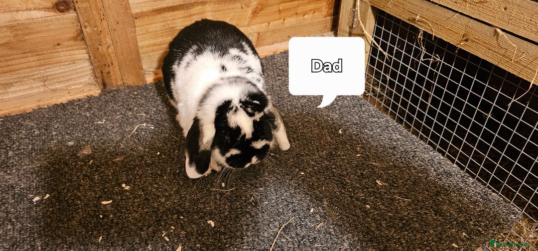 Mini Lop rabbits for sale: mini lop for sale  - Advert 7