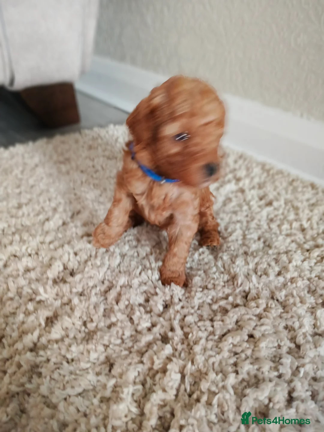 Toy Poodle dogs for sale: Tiny red toy poodles  - Advert 10