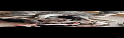 Lurcher dogs for sale: Lurcher puppies  - Advert 8