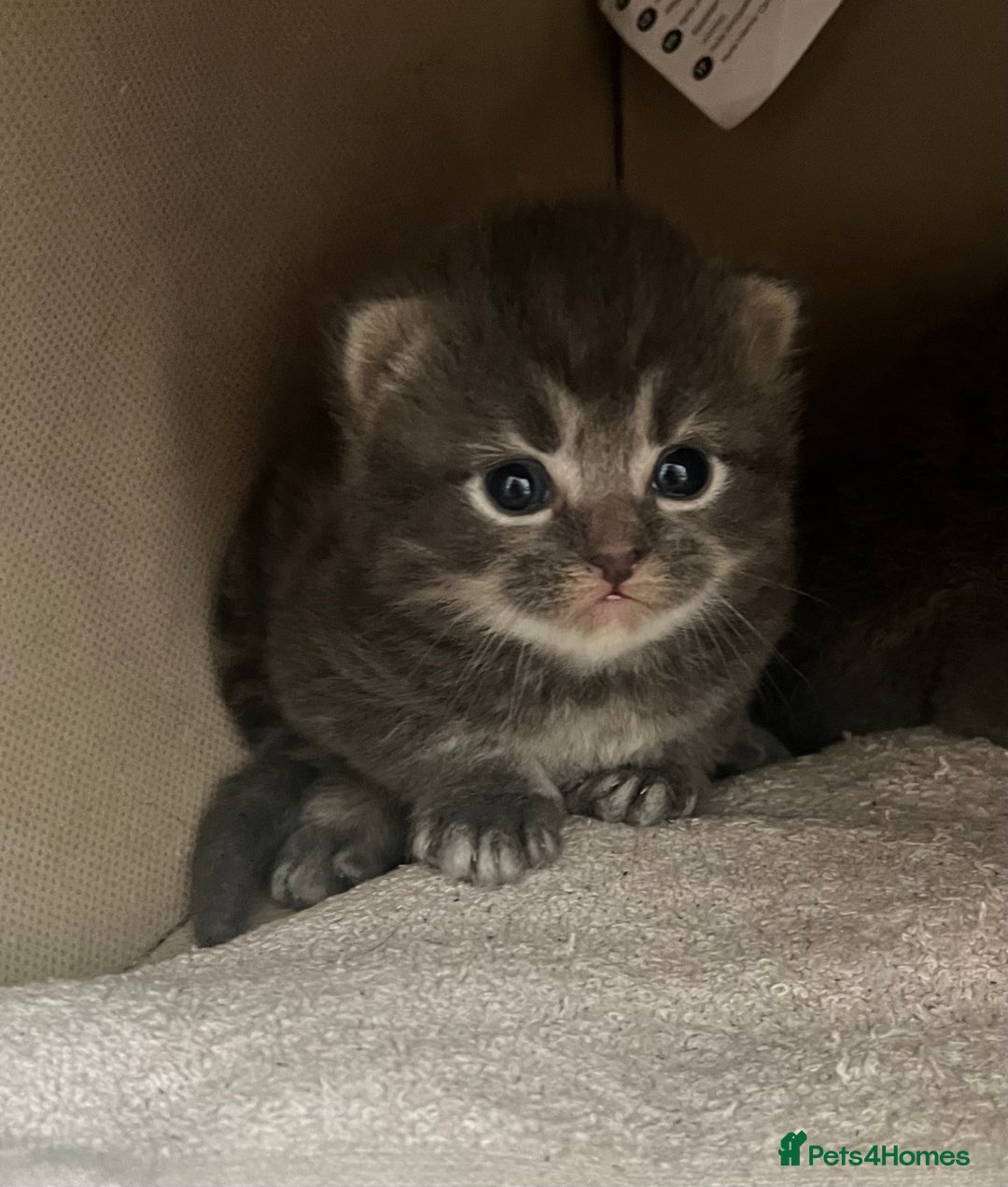 Ragdoll cats for sale: Beautiful grey ragdoll kittens  - Advert 3