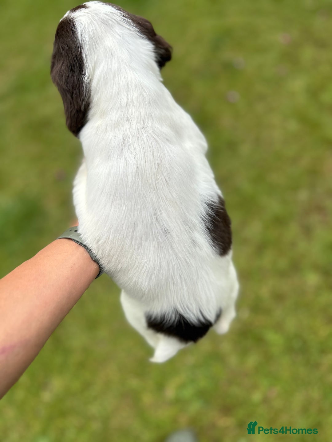 English Springer Spaniel dogs for sale: Working English springer spaniels in Tiverton - Image 7