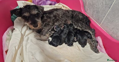 Miniature Schnauzer dogs - Advert 7