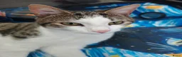 Domestic Shorthair cats for sale: Loving 8-Month Male Cat (Neutered/Vaccinated) - Advert 8