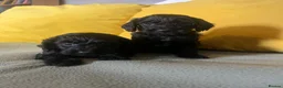 Cockapoo dogs for sale: Cockapoo puppies parents health tested  - Advert 8