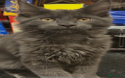 Maine Coon cats for sale:  2 beautiful maine coon kittens left - Image 1