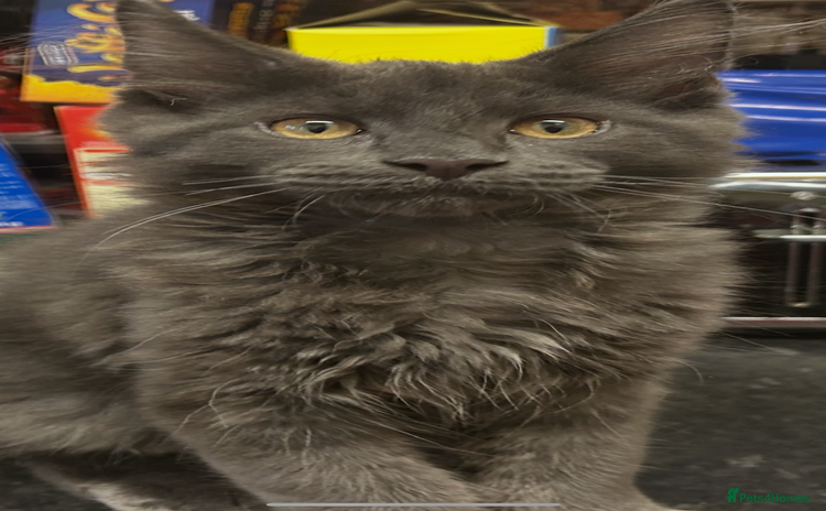 Maine Coon cats - Advert 16