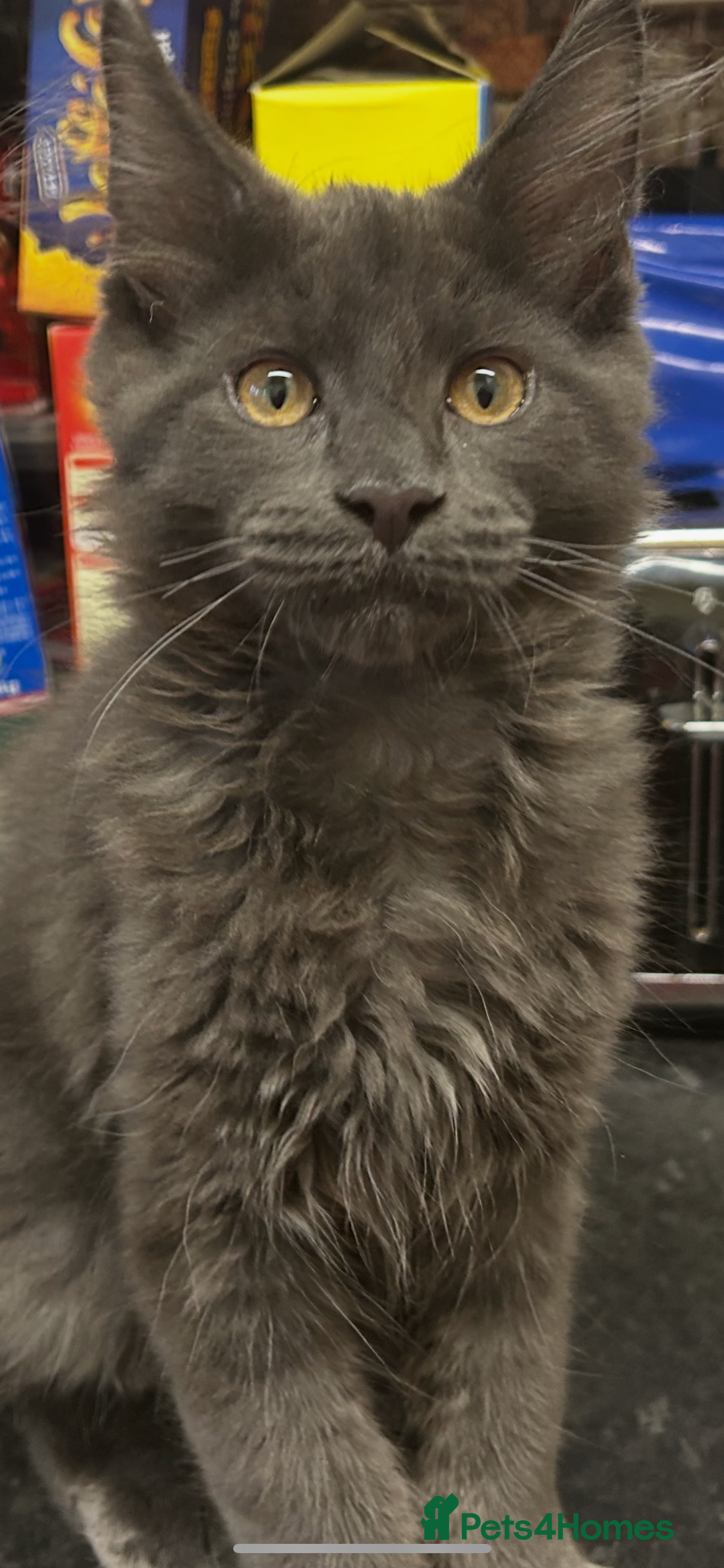 Maine Coon cats for sale:  2 beautiful maine coon kittens left - Image 1