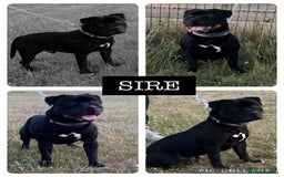 Staffordshire Bull Terrier dogs for sale: KC Staffordshire Bull Terrier Puppies 🖤 - Image 3