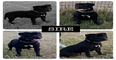Staffordshire Bull Terrier dogs - Advert 12