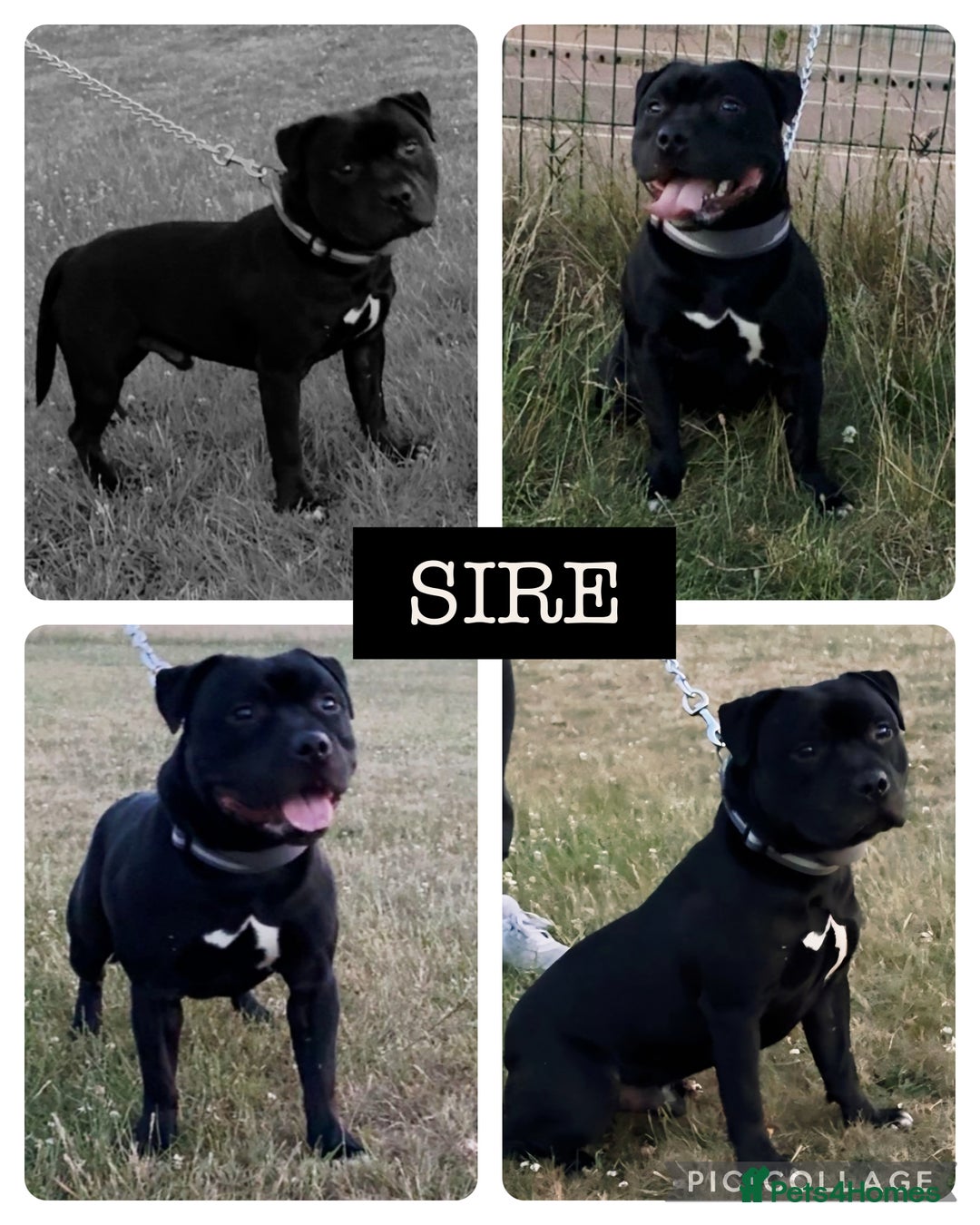 Staffordshire Bull Terrier dogs for sale: KC Staffordshire Bull Terrier Puppies 🖤 - Image 3