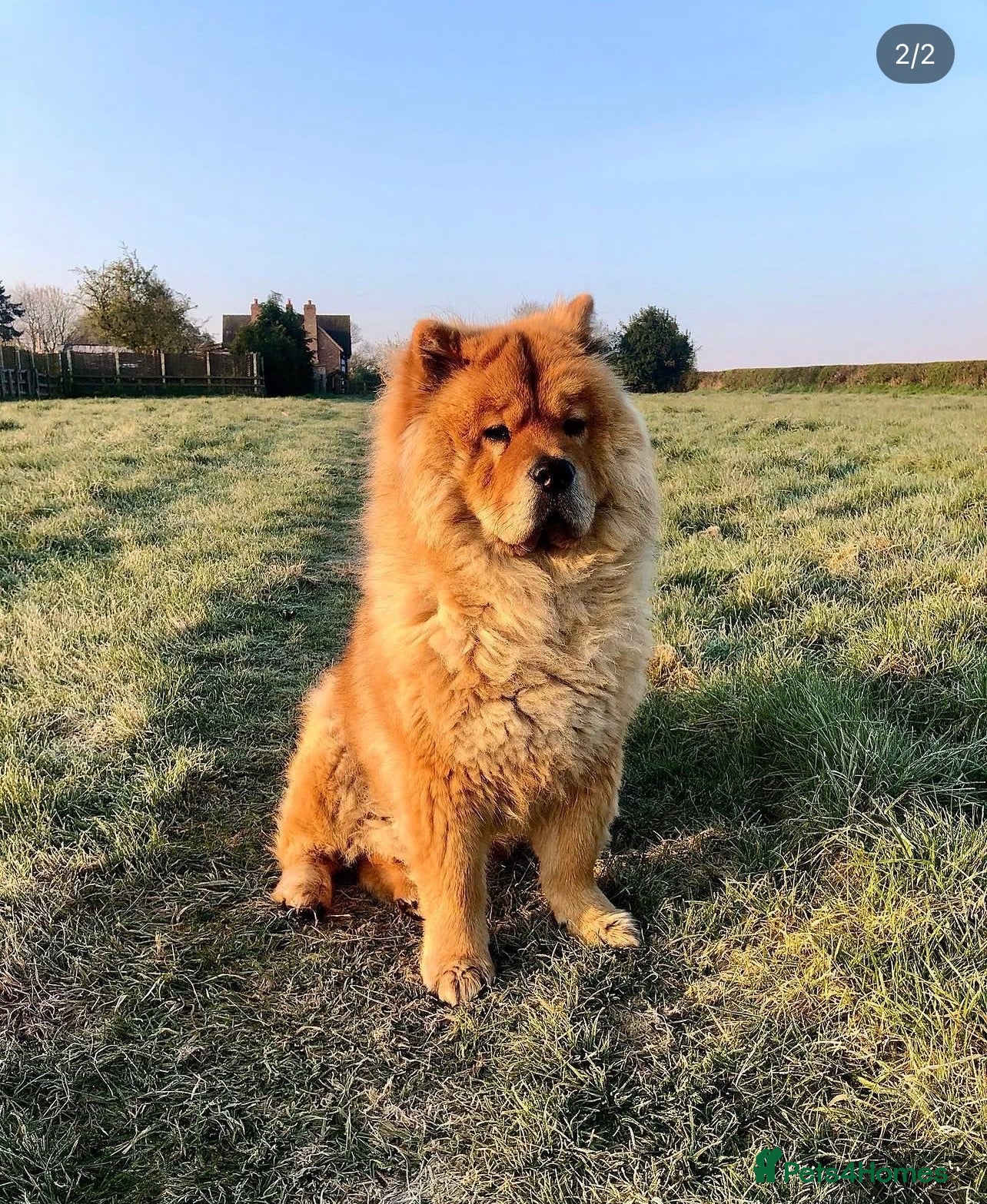 Chow Chow dogs Male Chow Chow for a new home - Advert 4