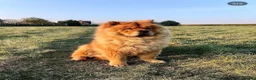 Chow Chow dogs for sale: Male Chow Chow for a new home - Advert 1