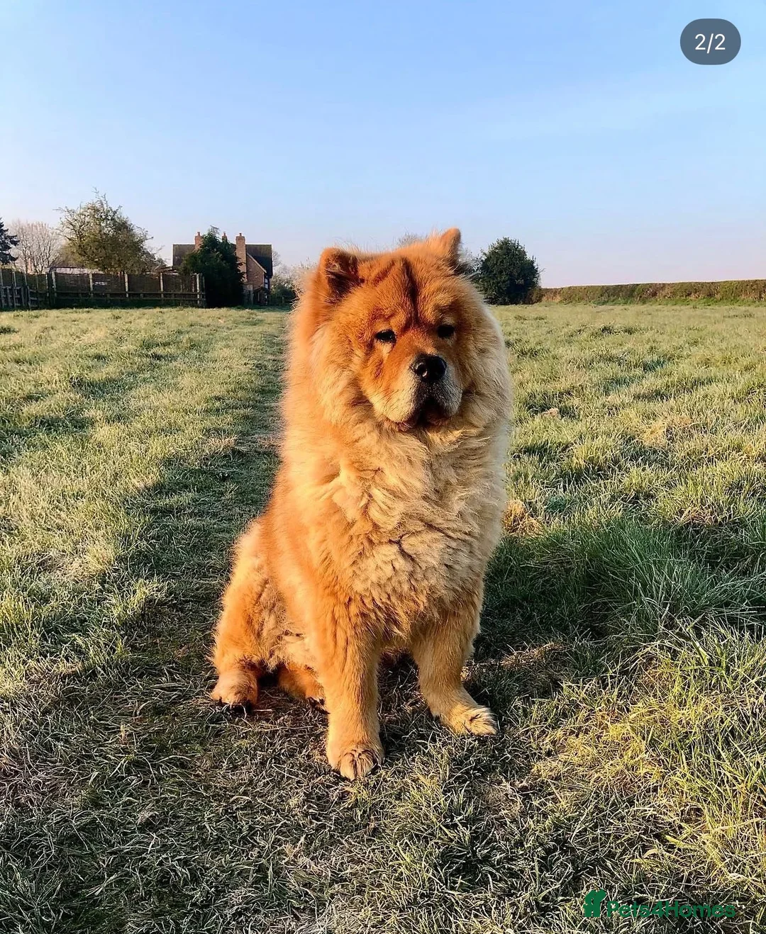 Chow Chow dogs for sale: Male Chow Chow for a new home - Advert 1