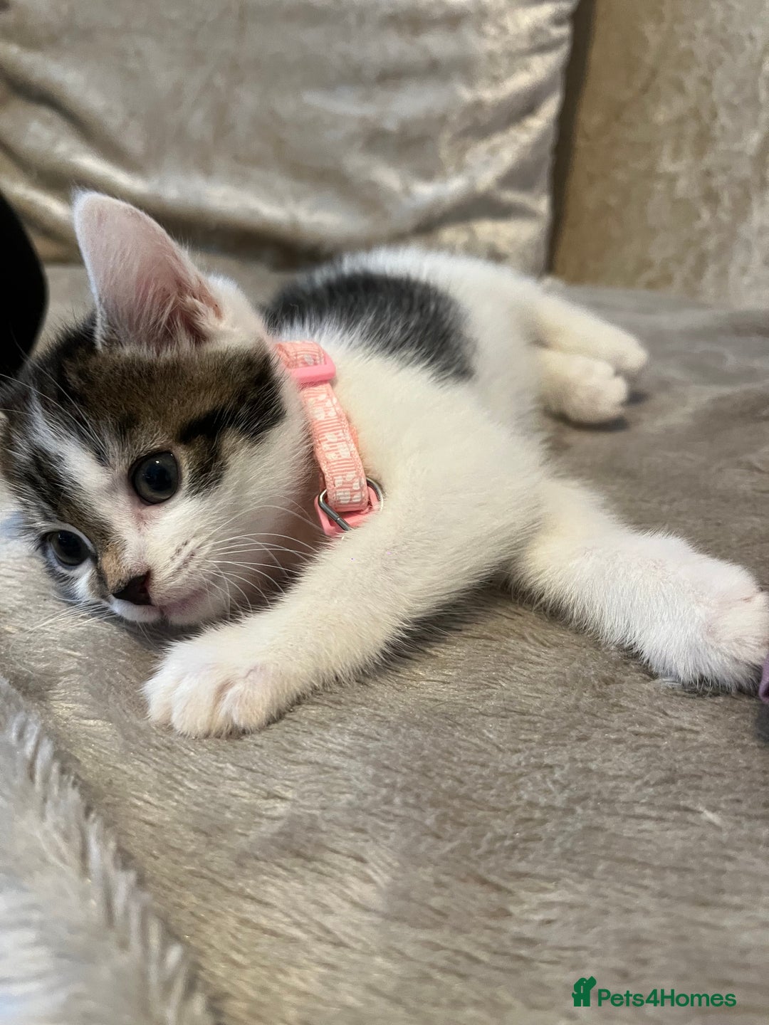Maine Coon cats for sale: Girl kitten  - Image 1