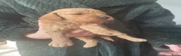 Mini Goldendoodle dogs for sale: Goldendoodle puppies  - Advert 36