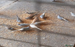 Doves birds for sale: Diamond doves, £10 each, sandbach  - Image 1