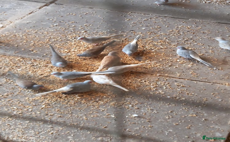 Doves birds - Advert 1